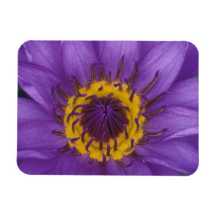 Magnet Flexible Thaïlande, Bangkok, Lotus violet et jaune