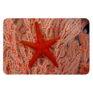 Magnet Flexible Thaïlande Sea Star Aka Starfish