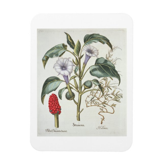 Magnet Flexible Thorn Apple, de la "Hortus Eystettensis" de Bas (Vertical)