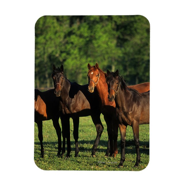 Magnet Flexible Thoroughbred (Vertical)