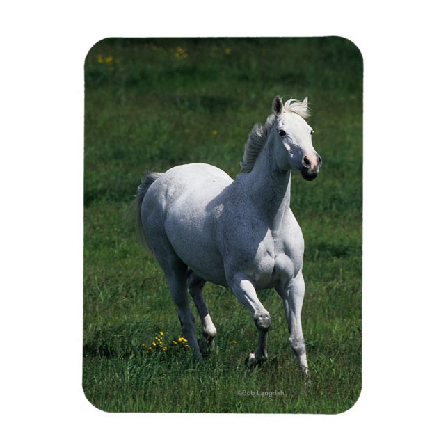 Magnet Flexible Thoroughbred Mare (Vertical)