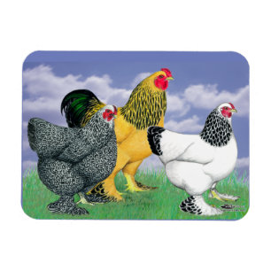 Magnet Flexible Three Brahmas