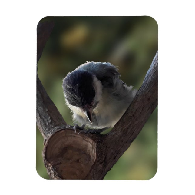 Magnet Flexible Tidi my Bird le Parus Major (Vertical)