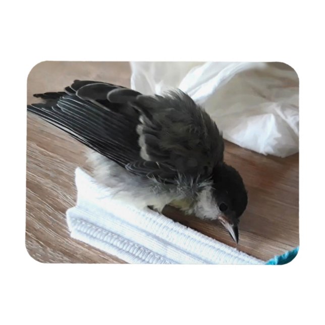 Magnet Flexible Tidi my Bird le Parus Major (Horizontal)