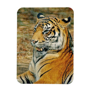Magnet Flexible Tigre