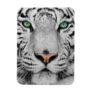 Magnet Flexible Tigre blanc