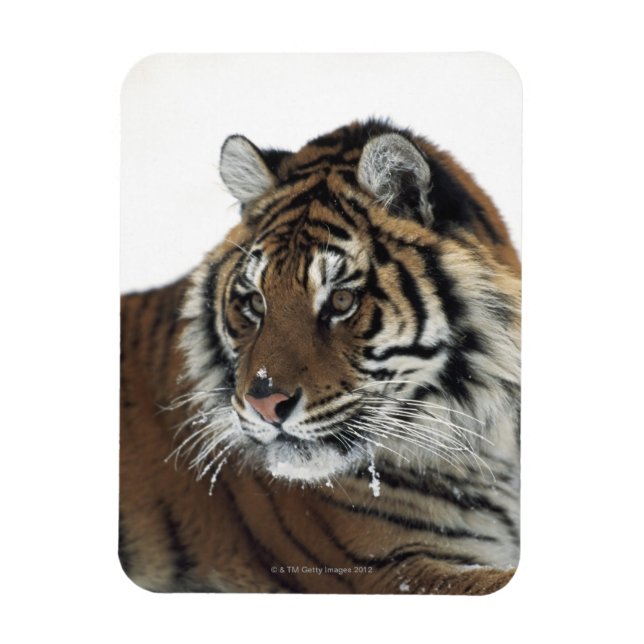 Magnet Flexible Tigre de Sibérie (Panthera Tigris Altaica) (Vertical)