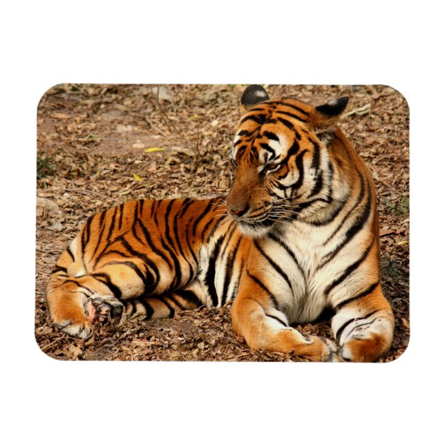Magnet Flexible Tigre de Sumatran 2 (Horizontal)