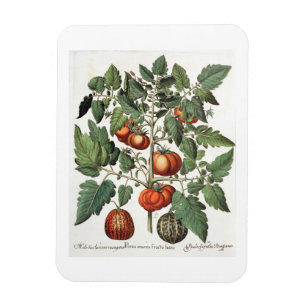 Magnet Flexible Tomates et melons : luteo de fructu des amoris
