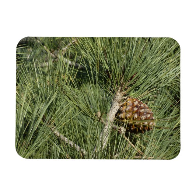 Magnet Flexible Torrey Pine gros plan Californie botanique (Horizontal)