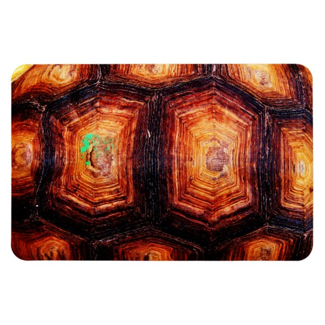 Magnet Flexible Tortois (Horizontal)