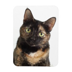 Magnet Flexible Tortoiseshell