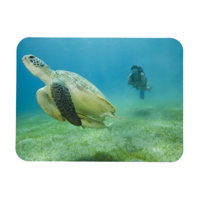 Magnet Flexible Tortue (Horizontal)