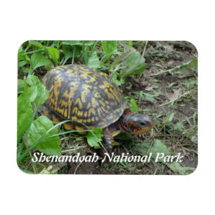 Magnet Flexible Tortue à boîte orientale, Parc national de Shenand