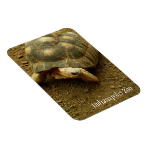 Magnet Flexible Tortue au Zoo d'Indianapolis
