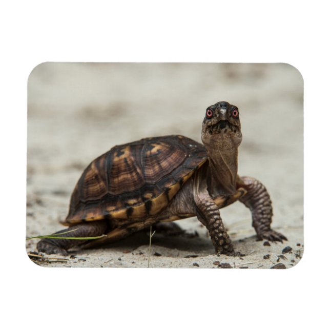 Magnet Flexible Tortue-boîte commune (Horizontal)
