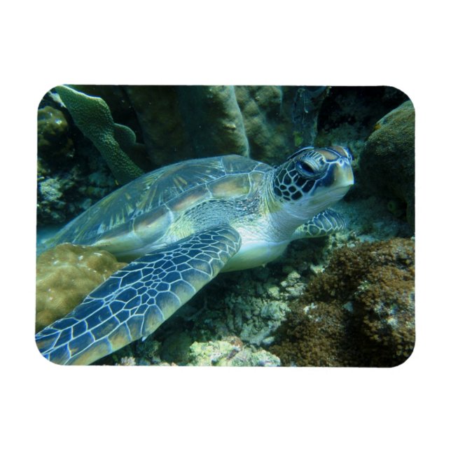 Magnet Flexible Tortue de mer sur la photo des fonds marins (Horizontal)