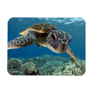 Magnet Flexible Tortue de mer verte hawaïenne