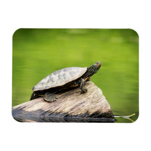 Magnet Flexible Tortue peinte sur un bûcher