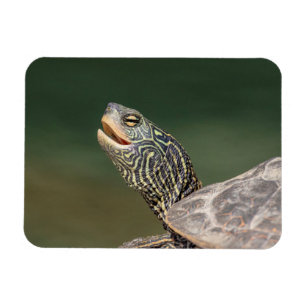 Magnet Flexible Tortue sur La Chute