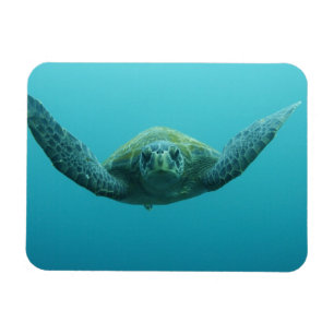 Magnet Flexible Tortue verte (Chelonia mydas agassisi), Centre