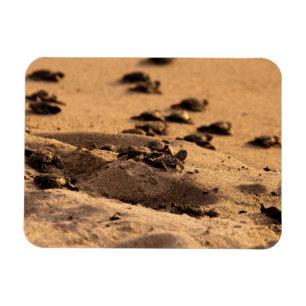 Magnet Flexible Tortues de mer