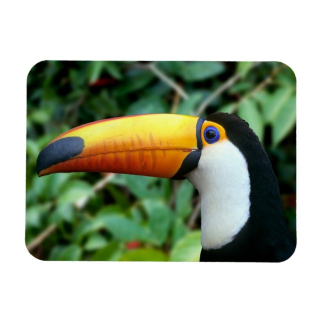 Magnet Flexible Toucan à bec jaune (Horizontal)