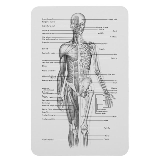 Magnet Flexible Toujours apprendre : Organigramme de l'anatomie du (Vertical)