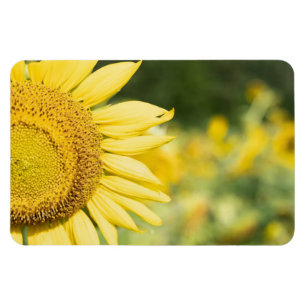 Magnet Flexible Tournesol