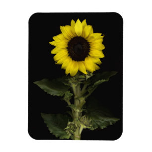 Magnet Flexible Tournesol 11