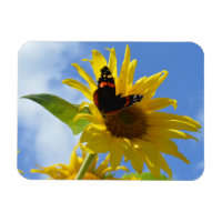 Tournesol jaune et papillon de l'amiral rouge