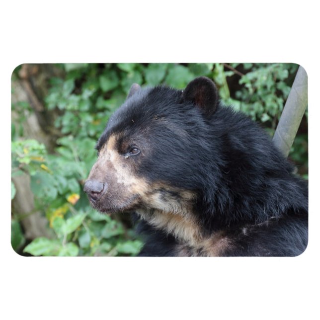 Magnet Flexible Tremarctos ornatus (Horizontal)