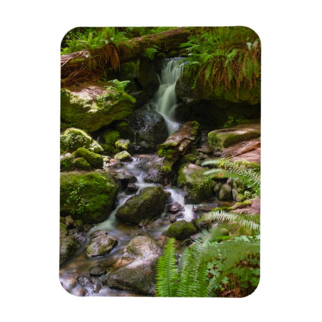 Magnet Flexible Trillium Falls Redwood National Park Californie (Vertical)