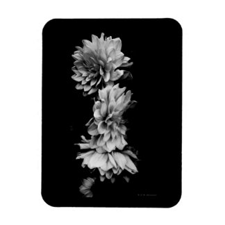 Magnet Flexible Trio Dahlia noir et blanc