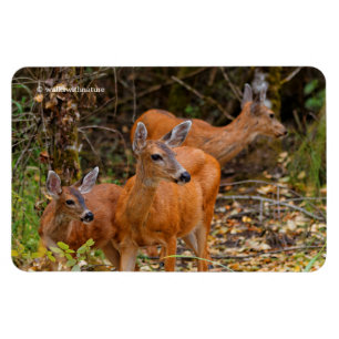 Magnet Flexible Trio superbe de cerfs de queue noire dans la forêt