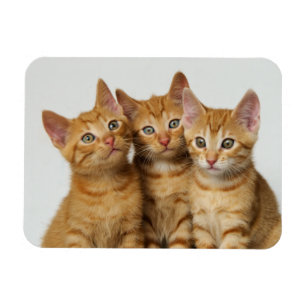 Magnet Flexible Trois chatons au gingembre mignon côte à côte
