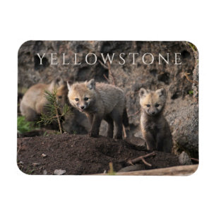 Magnet Flexible Trois Cubs Fox, Parc national de Yellowstone, Wyom