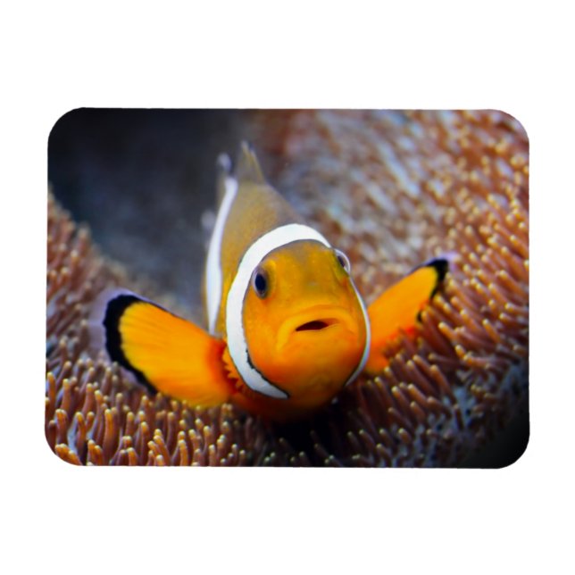Magnet Flexible Tropcal reef fish (Horizontal)