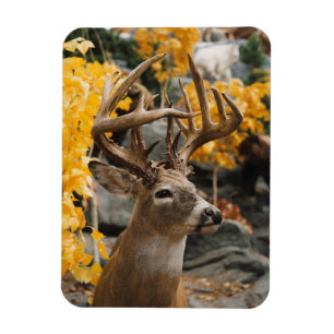 Magnet Flexible Trophée Deer