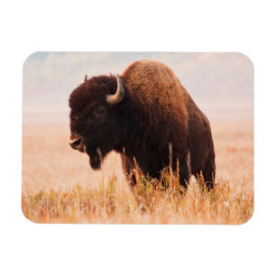 Magnet Flexible Troupeau de bisons d'Amérique (Bison Bison) dans T