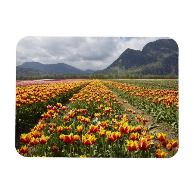 Magnet Flexible Tulip Farm près d'Agassiz, Colombie-Britannique, (Horizontal)
