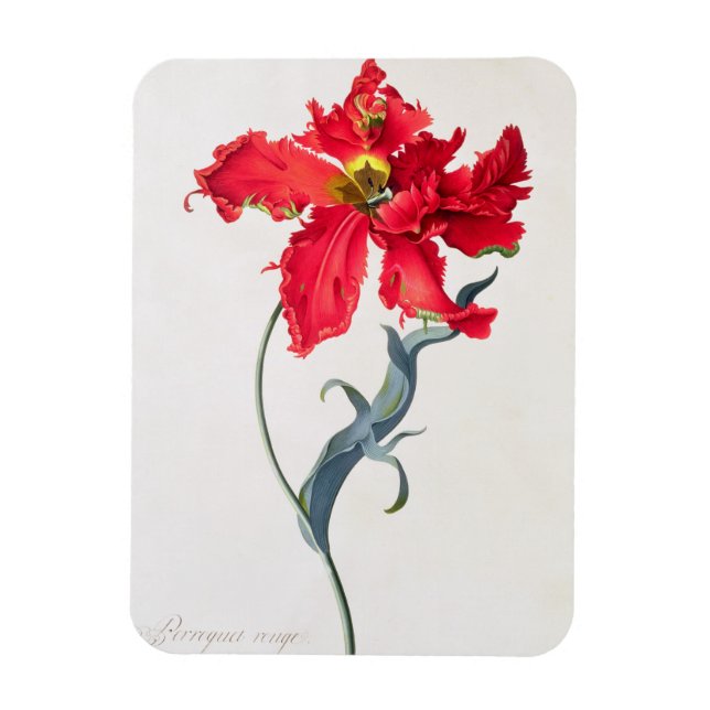 Magnet Flexible Tulipe : Perroquet Rouge (Vertical)