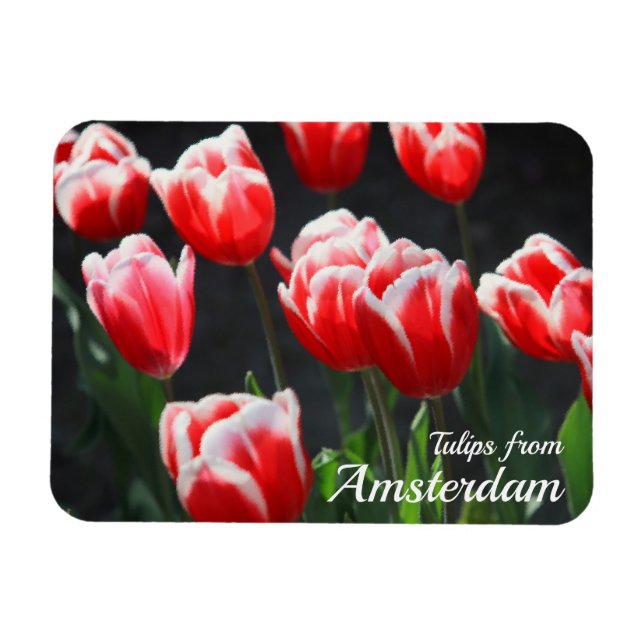 Magnet Flexible Tulipes d'Amsterdam (Horizontal)