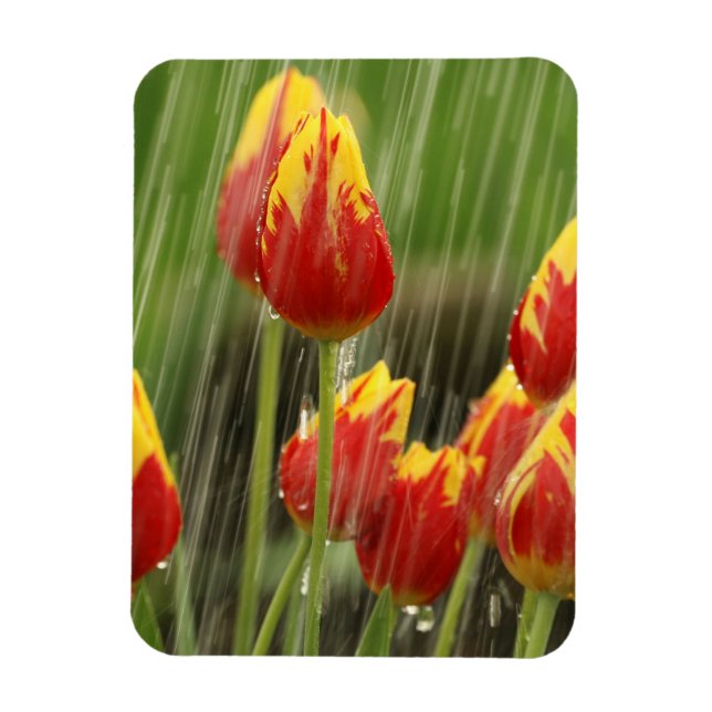 Magnet Flexible Tulipes de printemps (Vertical)