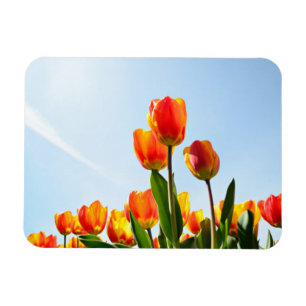 Magnet Flexible Tulipes oranges et rouges de dessous