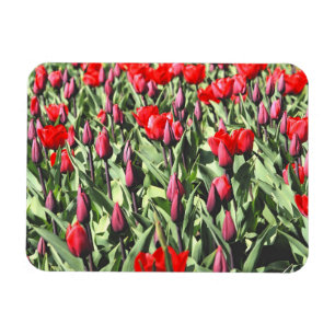 Magnet Flexible Tulipes rouges