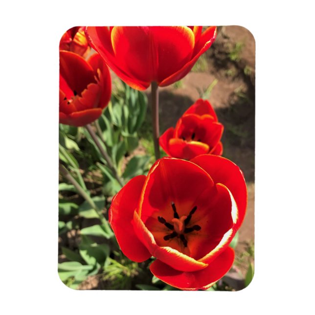 Magnet Flexible Tulipes rouges à l'intérieur (Vertical)
