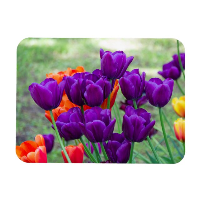 Magnet Flexible Tulipes violettes foncées (Horizontal)