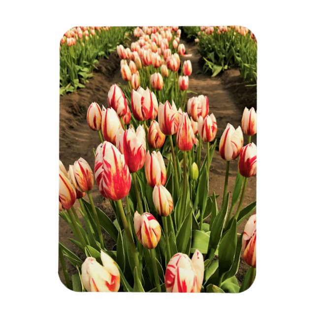 Magnet Flexible Tulips (Vertical)