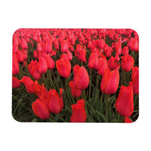 Magnet Flexible Tulips Coral Pink